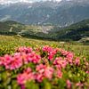 Alpenrosen in Serfaus, Tirol von Leo Schindzielorz