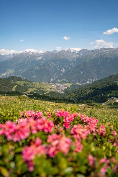 Alpenrosen in Serfaus, Tirol von Leo Schindzielorz