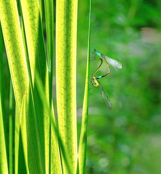 Blaue Azurjungfern bei der Paarung von ManfredFotos
