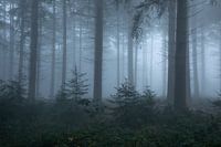 misty morning