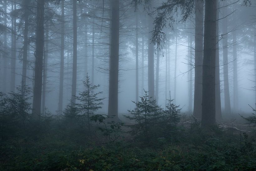 nebliger Morgen von Hetwie van der Putten