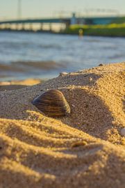 A small shell in the sand by NatureFrameByExter