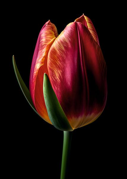 Tulips by Lae