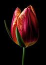 Tulips by Lae thumbnail