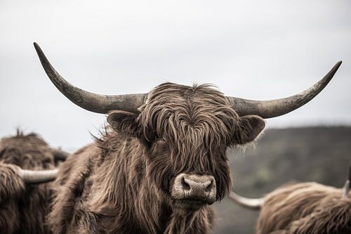 Scottish Highland Cattle