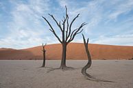 Bomen in Deadvlei, onder wolkenlucht van Felix Sedney thumbnail