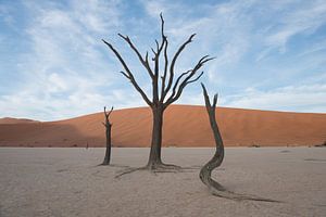 Bomen in Deadvlei, onder wolkenlucht van Felix Sedney