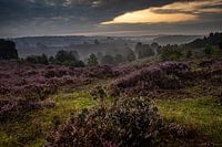 bloeiende heide in de ochtend