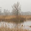Paysage de marais brumeux dans la réserve naturelle de Bourgoyen, Gand, Belgique sur Kristof Lauwers