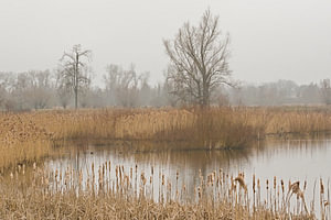 Neblige Sumpflandschaft im Naturschutzgebiet Bourgoyen, Gent, Belgien