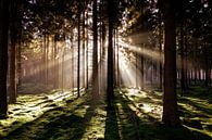 Zonsondergang in bos.  van Rens Zwanenburg thumbnail