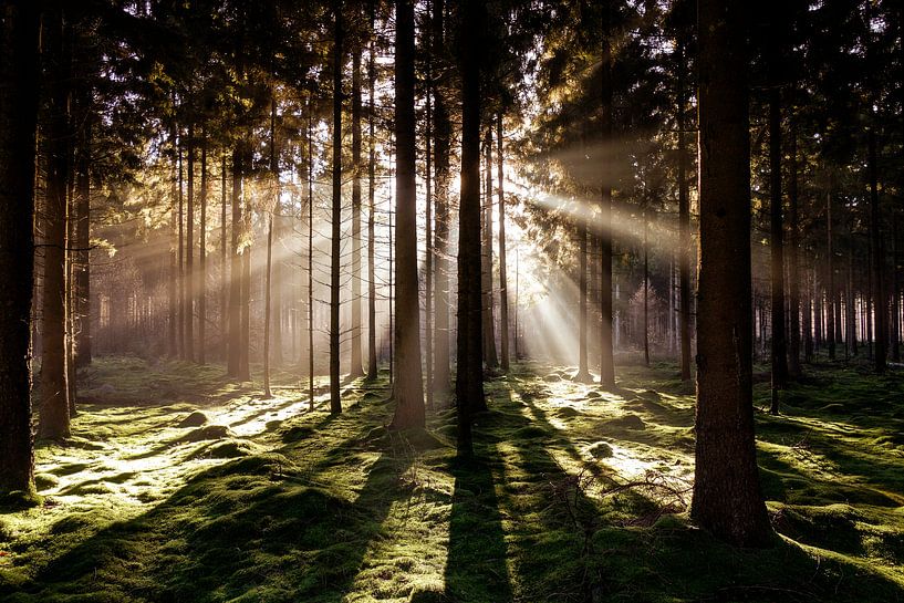 Zonsondergang in bos.  van Rens Zwanenburg
