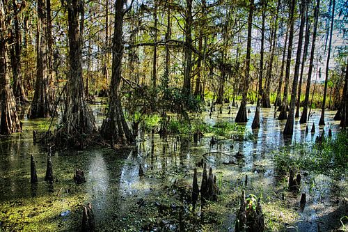 Swamp