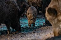 petit sanglier parmi ses grands parents