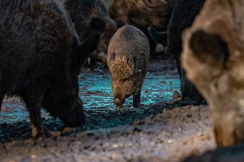klein zwijn tussen zijn grotere familieleden