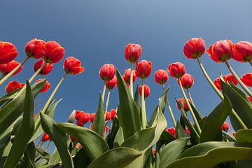 Rode tulpen tegen achtergrond van een helder blauwe lucht van Henk van den Brink