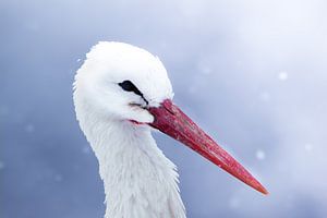 Storch von Larsphotografie