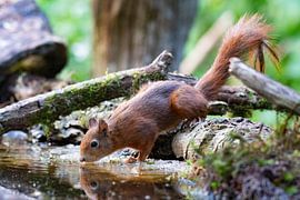 Eichhörnchen von Merijn Loch