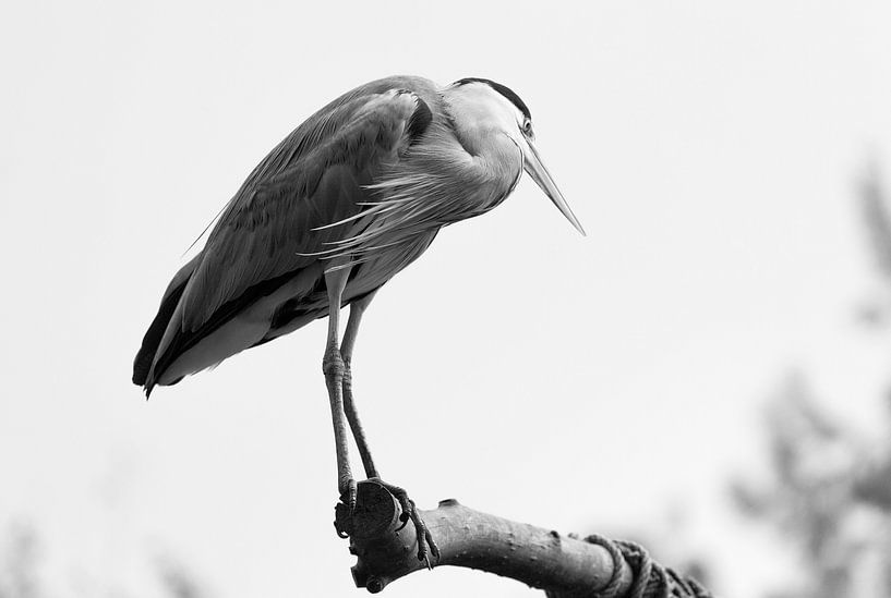Reiger van Marcel Kerdijk