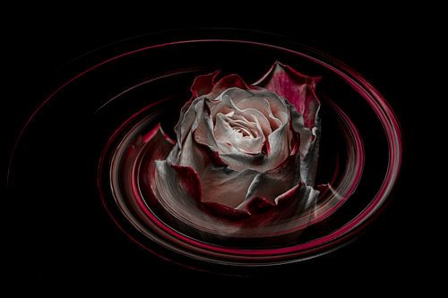 Rose avec art