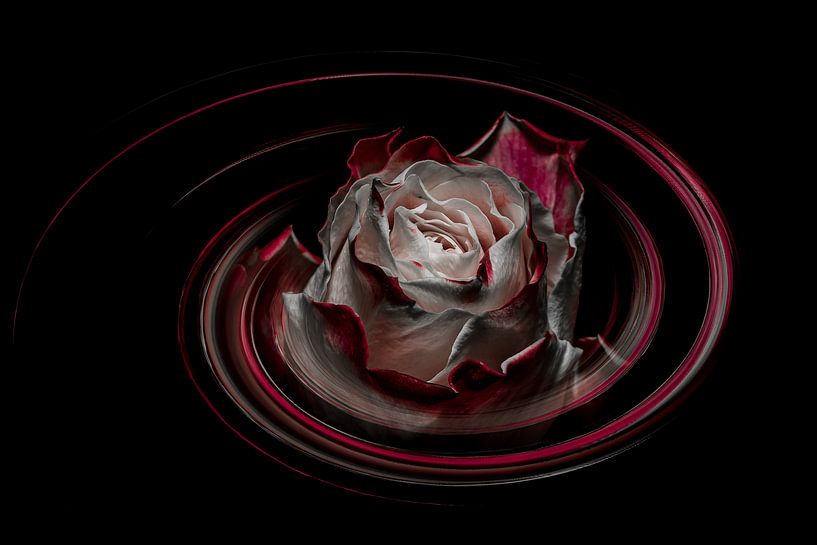 Rose mit Kunst von Jeannette Fotografie