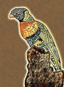 Lori ( vogel )  tekening