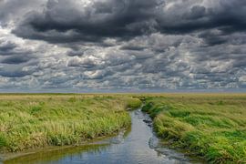 Salt marshes on the Eiderstedt peninsula, Wadden Sea National Park by Peter Eckert