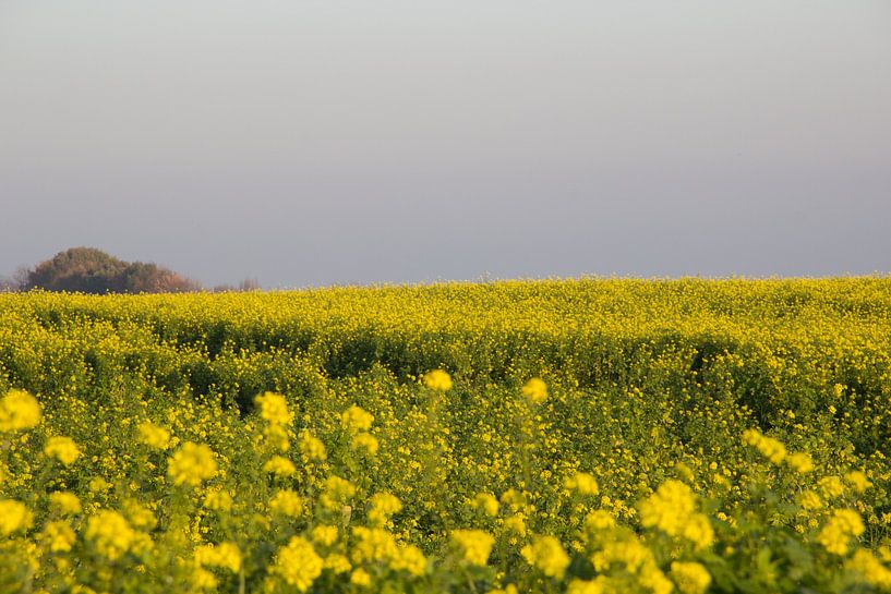 herfst by Nicole Wetzels