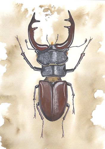 Fliegende Hirsche, männlich