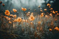 Orange Poppy No 2 by Treechild thumbnail