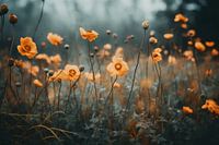 Orange Poppy No 2