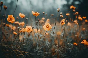 Orange Poppy No 2
