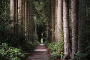 Tunnel of Trees