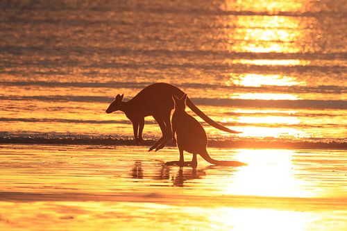 kangoeroe op strand bij zonsopgang, mackay, noord-kweensland, australiëakangoeroe op strand bij zons