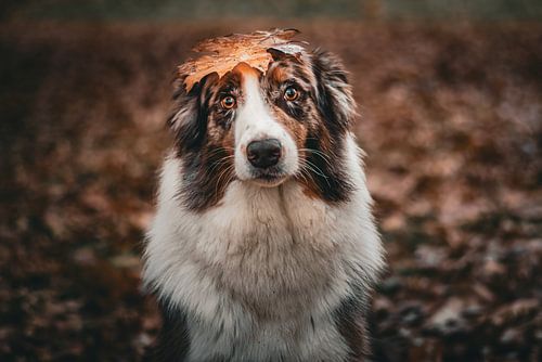The Leafhat