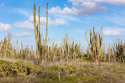 Cacti of Bonaire – rugged Caribbean landscape