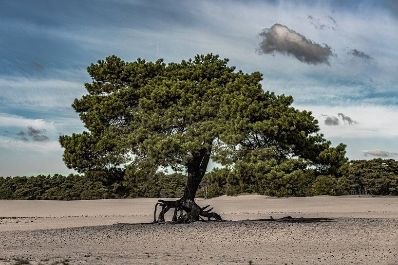 Dérive de sable les dunes de Soester. par Jaap van den Berg