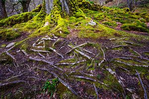 Wortels van een oude boom met mos begroeid van gaps photography