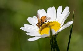 Vlieg (Mosca Amarilla Espinosa) op madeliefje