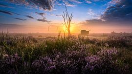 Highlander solitaire dans les landes sur Rens Marskamp