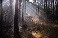 Veluwezoom in the morning by Kim van Beveren thumbnail