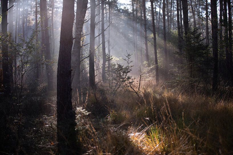 Veluwezoom in the morning by Kim van Beveren