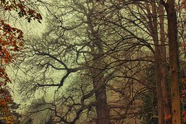 Une lumière magique dans les Liesbos sur Cees van Gastel