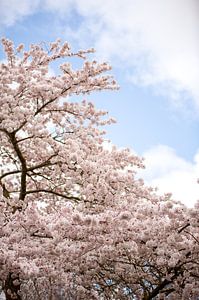 Arbre en fleurs au printemps