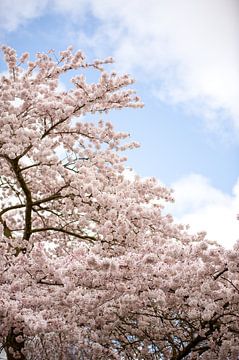 Flowering tree in spring by Maria-Maaike Dijkstra