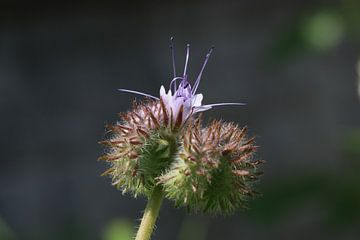 Bloem van t de bruin