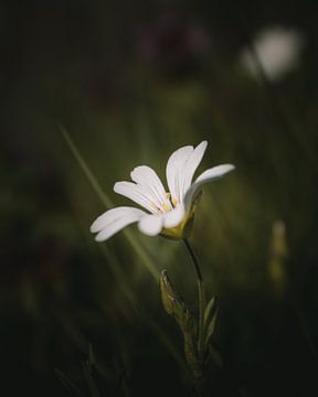 Lovely white flower dark & moody van Sandra Hazes