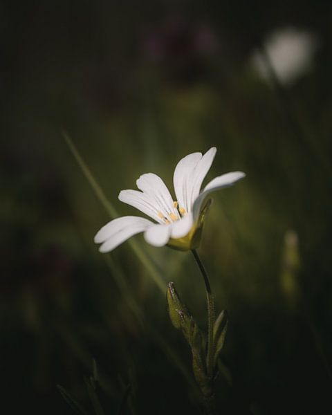 Schöne weiße Blume von Sandra Hazes