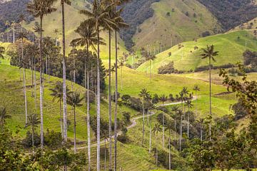 Wax palm trees near San Felix, Colombia by Paul de Roos