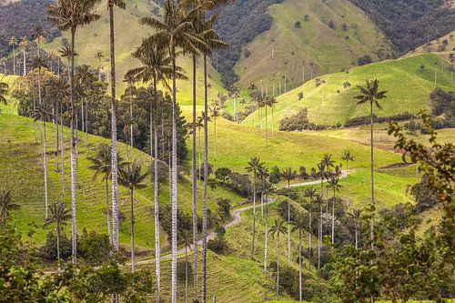 Wax palm trees near San Felix, Colombia